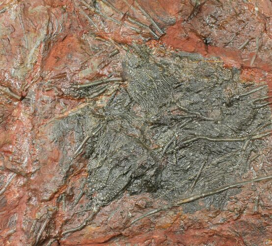 Silurian Fossil Crinoid (Scyphocrinites) Plate - Morocco #134263